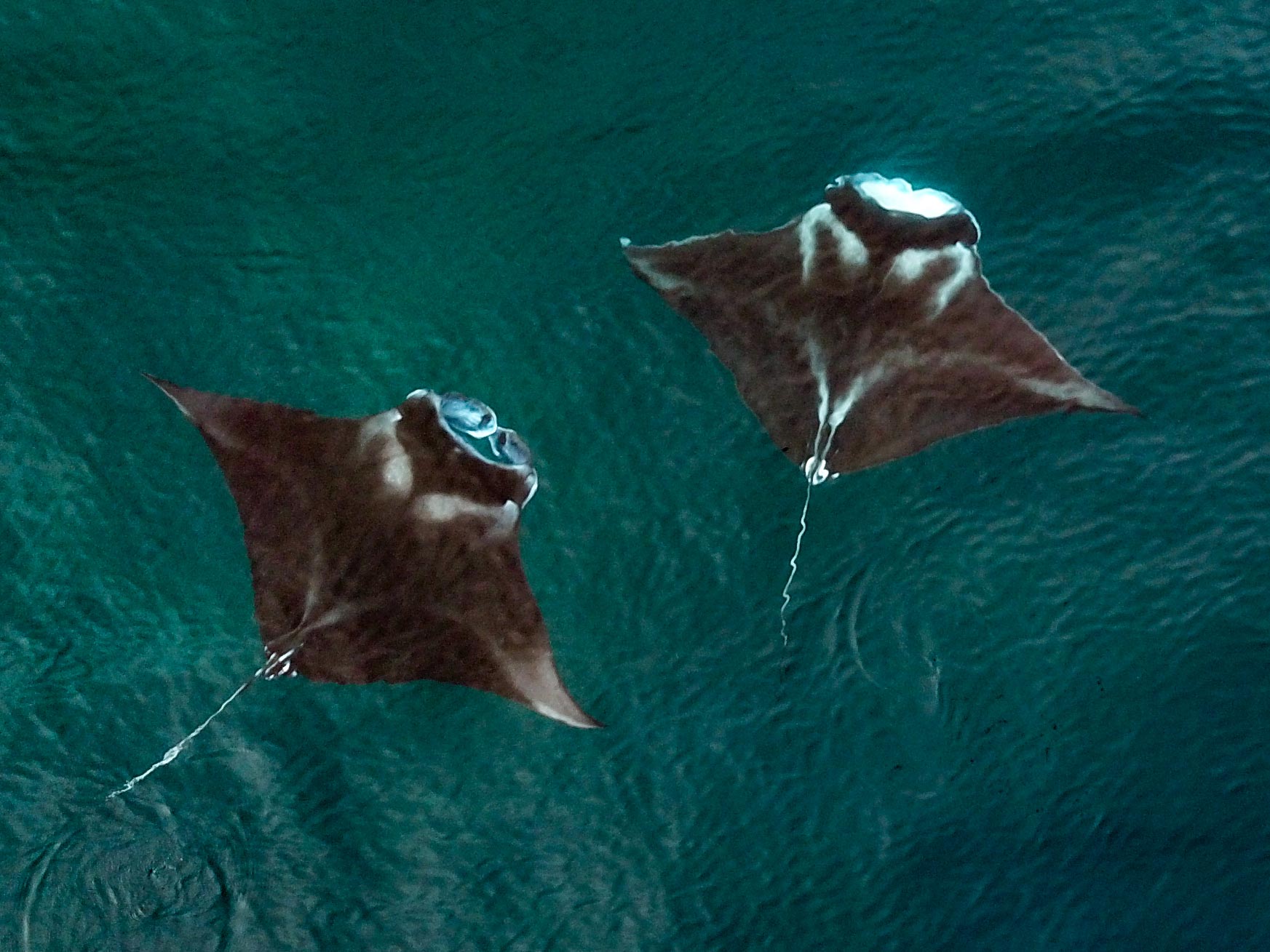 Oceanic manta rays Scott and Emmy